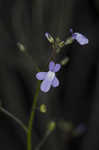 Apalachicola toadflax